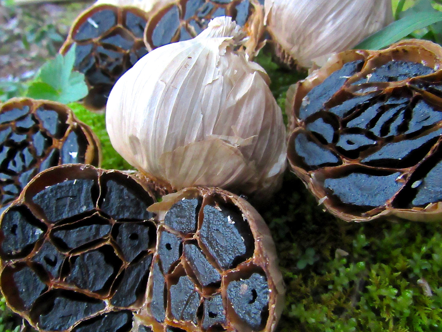 Black Garlic 3 Heads | Fermented for Eating, Not Planting