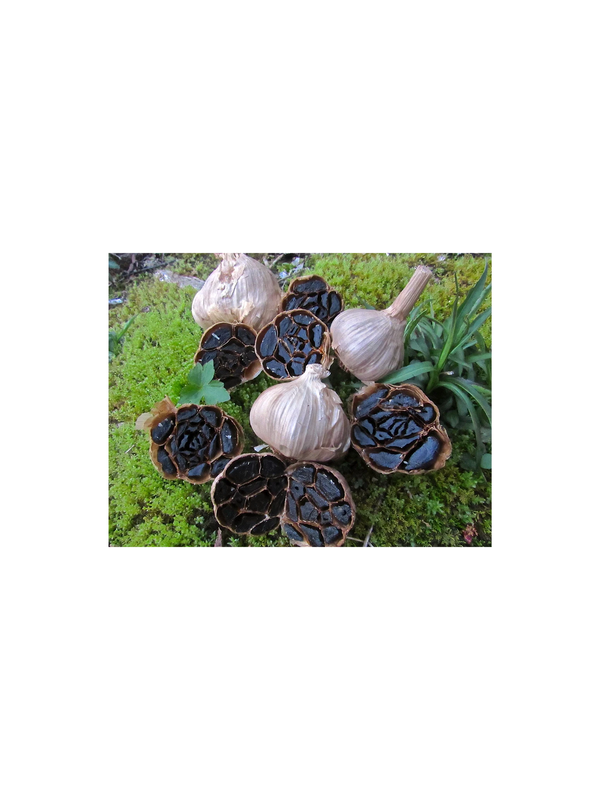 Several whole and halved black garlic bulbs arranged on green moss outdoors.