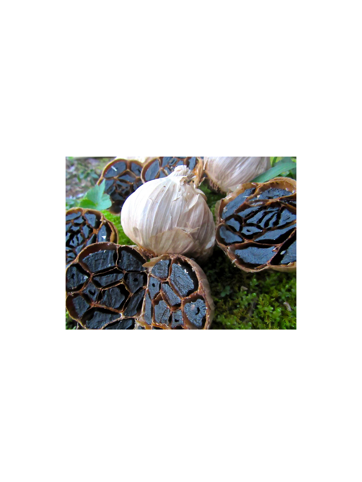 A whole garlic bulb and several sliced halves showing dark, dried, or cured cloves, arranged on green moss with a white background.